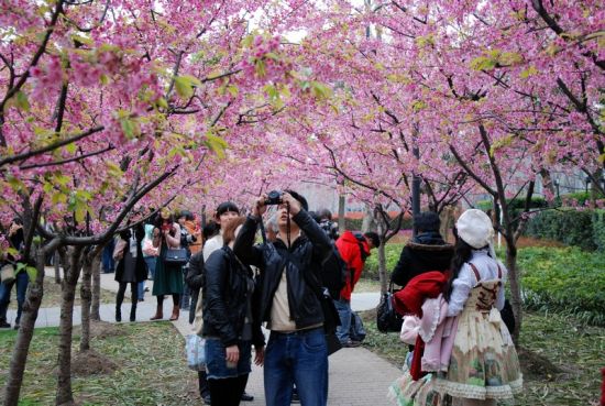 从静安公园到青海路 上海闹市区的赏花之旅
