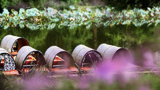 南京紫色花海 赏二月兰何须去南理工(4)