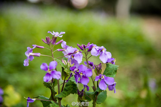 南京紫色花海 赏二月兰何须去南理工(4)