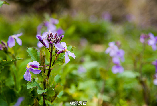 南京紫色花海 赏二月兰何须去南理工(4)