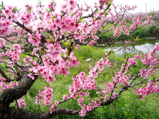 看点三:人面桃花相映红——奉化桃花节   每年春天,桃花盛开的时候