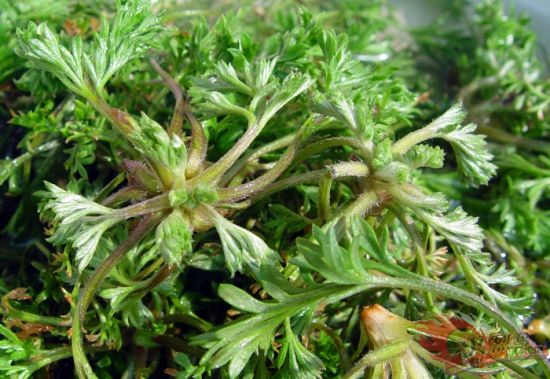 周末挖野菜去 盘点郑州野菜采摘地(3)
