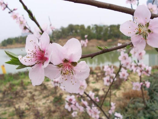 桃花网