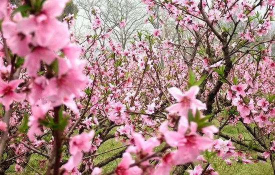 春暖3月，到桃花佳地碰出桃花运！