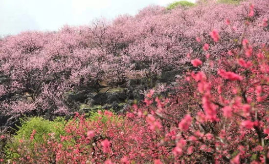 > 正文    第三站:合川官渡镇   春季在合川区官渡镇的多个桃园里,上