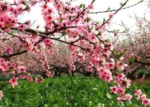 春暖3月，到桃花佳地碰出桃花運！