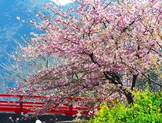 四月赏花正当时 江西赏花地图九江篇(3)