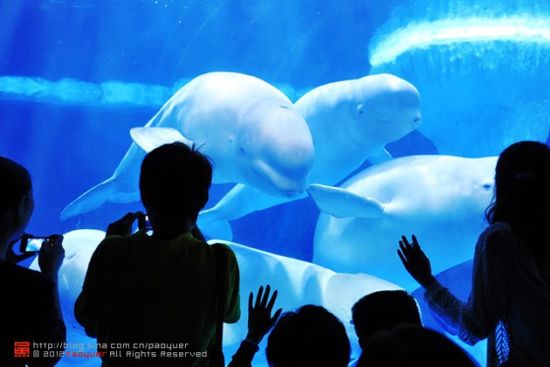 2015年04月09日16:47 作为华中地区最大的海洋主题公园,也是目前国内唯一的多层多馆组合式室内极地海洋主题公园,园区共分为五大板块:极地动物展示区、欢乐剧场、鲸豚表演场、海洋动物展示区、风情小岛休闲区。 场馆的外型犹如一只巨大的白鲸,跃入江城武汉。往里走,人潮涌动,这还是上午排队买票的人,下午人更多。