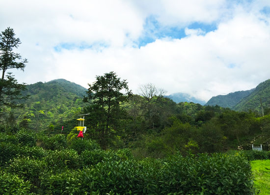 祁门牯牛降 一场寻茶之旅