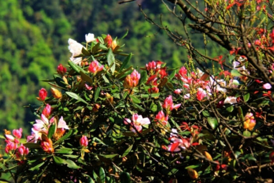 郴州莽山   莽山的杜鹃花有43种,其中湖南杜鹃,涧上杜鹃,湖广
