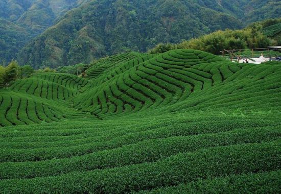 佳山佳水出佳茗 去新昌游山水品好茶(组图)