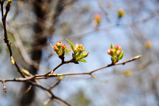 春姑娘 你终于肯来长春了(2)