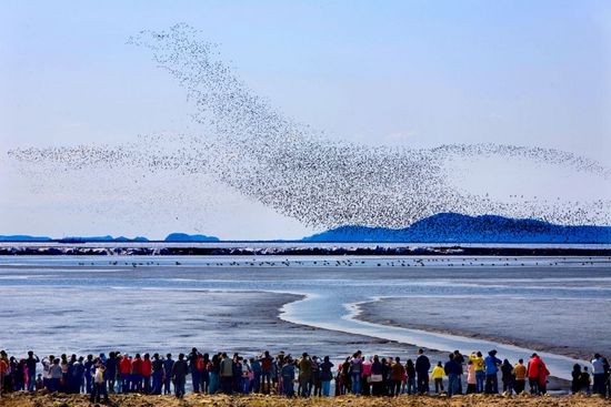 2015年中国(丹东)鸭绿江湿地国际观鸟活动正式