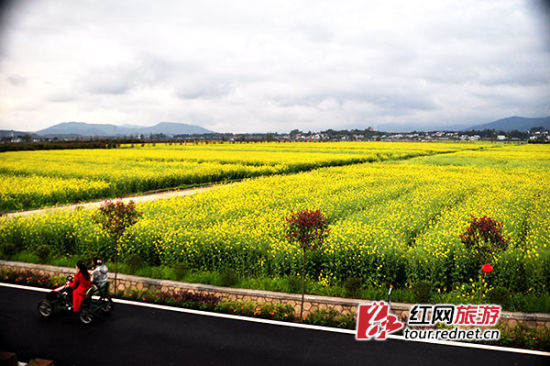 (浏阳市古港镇梅田湖村,为吸引游客在油菜花地边开设的骑行项目.