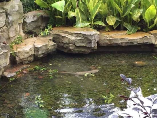 朋友赠条鱼 野生动物园来代养