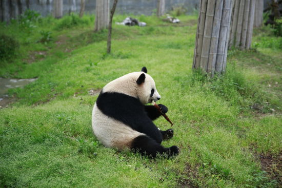 竹影婆娑醉安吉 绿水青山间的国际范(组图)