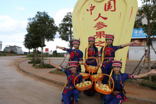 石林首届人参果旅游文化节将于9月25日开幕