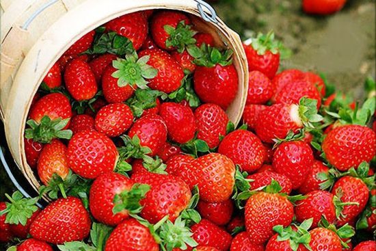 初冬草莓采摘季 相约南昌周边最全草莓采摘地