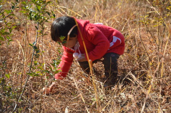野生动物园圣诞元旦寻蛋大会 小黑熊获桂冠