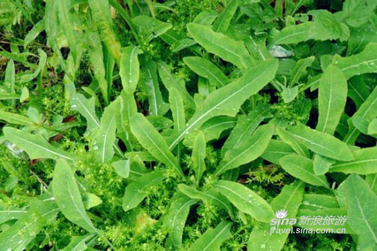 西安挖野菜的好去处 虎峰村