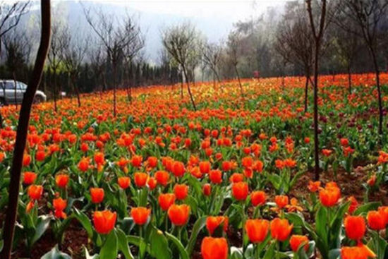 最美贵州花海 引港澳粤南方客赴黔赏花