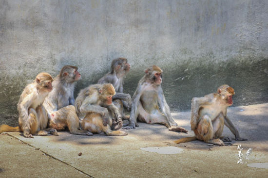 图注:扎堆的猴子们 来源:@几苇渡