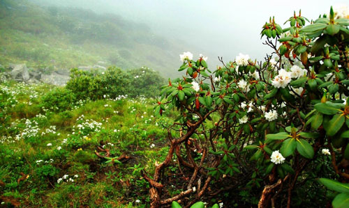 中国第一高山杜鹃林      杜鹃花也叫映山红,山石榴,山踯躅