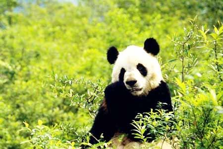 图文:四川大熊猫栖息地
