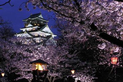 2009年月度最佳旅游地推荐:三月大阪(图)