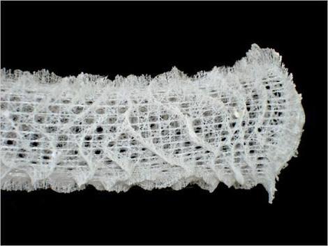 桶状海绵   这种桶状海绵是古代一个动物家族的一部分,这类动物在海绵