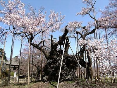 最巨型樱花树:山高神代