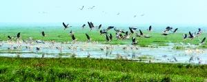 鄱阳湖候鸟保护区东边,设有大湖池候鸟观赏区,专为游客开辟. 朱文标