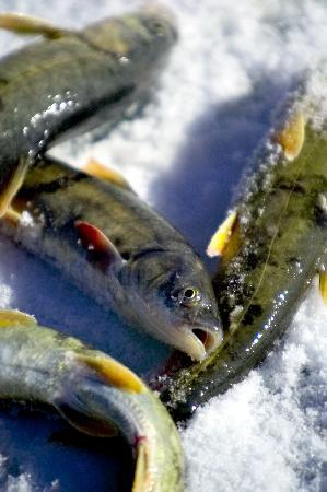 青海湖美食:无鳞湟鱼肥嫩鲜美 人参果奇妙延年