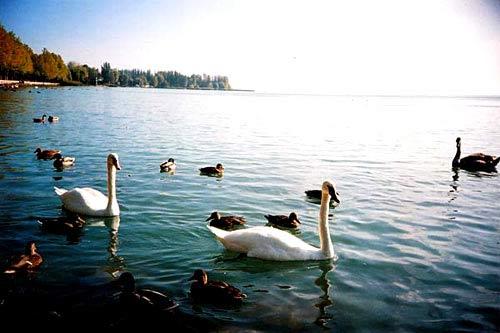 巴拉顿湖 中欧最大淡水湖