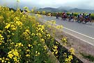  2006 Qinghai Lake International Road Cycling Race