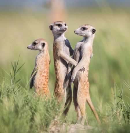 野生动物摄影师非洲近距离实拍萌物狐獴