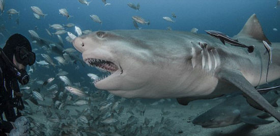 美国摄影师海底近距离拍鲨鱼张嘴进食瞬间