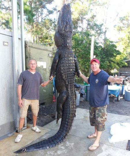 美国佛罗里达2名猎人徒手捕获346公斤鳄鱼