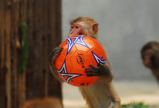 图文-烟台举行动物足球赛 这只猴子输急了