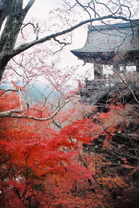 �ձ�ƬƬ��Ҷ��