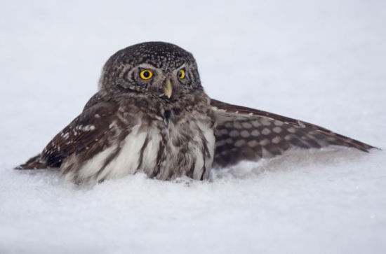 芬兰猫头鹰"潜伏"雪地捕食田鼠