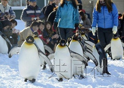 日本北海道“企鹅散步”萌趣十足。