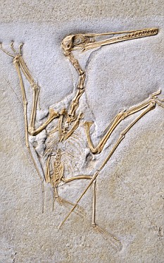 会飞的动物-翼龙目动物化石会飞的爬行动物骨头是空的新浪科技讯 北京