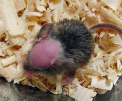 日本科学家培育出秃毛鼠寻秃头基因(图)