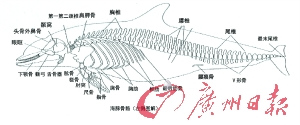 海豚的形态结构图图片