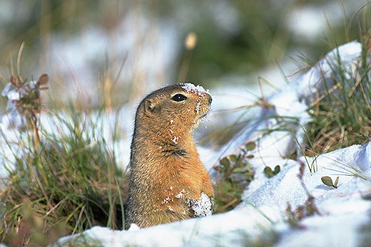 世界十大最顽强生命:南非金矿微生物自给自足(2)