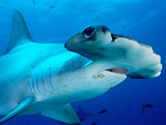揭开锤头鲨头型之谜:非凡双眼具有360度视野