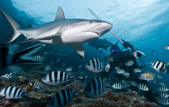 摄影师在保护区水下拍摄鲨鱼组图