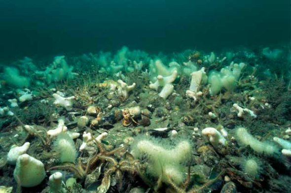 英国奇妙海底世界长寿海蛤可活400多岁图3