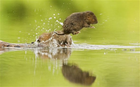 英国水鼠有趣生活场景:水中嬉戏疾速游泳(图)
